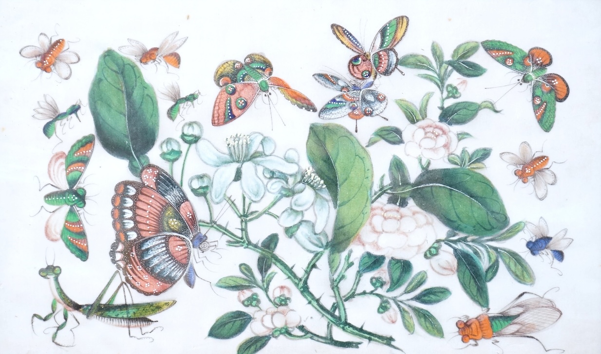Chinese school, Study of butterflies and flowers, pith paper painting, 18 x 31cm
